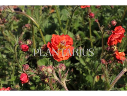 71190 kuklik tempest scarlet geum tempest scarlet kvetnik o prumeru 11 cm