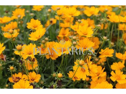 71193 krasnoocko limoncello golden coreopsis auriculata limoncello golden kvetnik o prumeru 11 cm