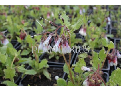 71259 kostival velkokvety wisley blue symphytum grandiflorum wisley blue kvetnik o prumeru 11 cm