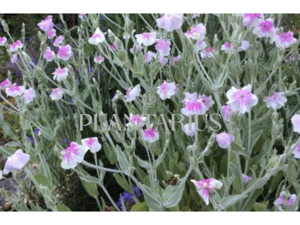 71274 kohoutek vencovy oculata lychnis coronaria oculata kvetnik o prumeru 11 cm