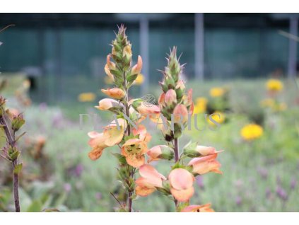71430 naprstnik illumination apricot digitalis x hybrida illumination apricot kvetnik o prumeru 13 cm
