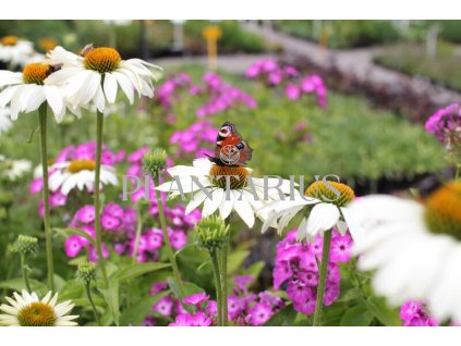 71439 trapatkovka nachova primadonna white echinacea purpurea primadonna white kvetnik o prumeru 13 cm