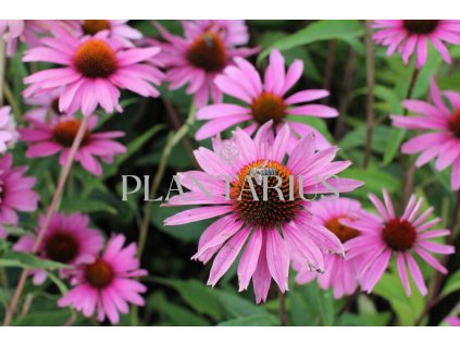 71442 trapatkovka nachova primadonna deep rose echinacea purpurea primadonna deep rose kvetnik o prumeru 13 cm