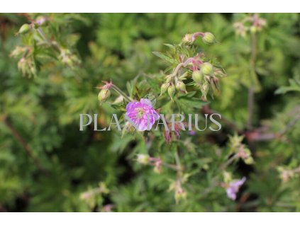 71496 kakost lucni else lacey geranium pratense else lacey kvetnik o prumeru 13 cm