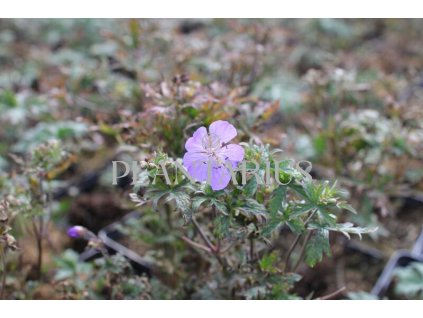 71511 kakost lucni new dimension geranium pratense new dimension kvetnik o prumeru 13 cm