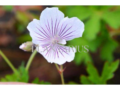 71520 kakost crystal lake geranium wallichianum crystal lake kvetnik o prumeru 13 cm
