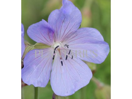 71529 kakost lucni victor reiter jr geranium pratense victor reiter jr kvetnik o prumeru 13 cm