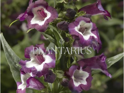 71586 dracik partybells violet penstemon hartwegii partybells violet kvetnik o prumeru 13 cm