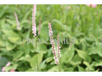 71589 rdesno objimave js misty morning bistorta amplexicaulis js misty morning kvetnik o prumeru 13 cm