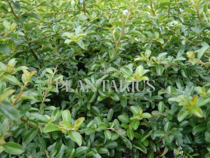 71592 hlohyne sarlatova teton pyracantha coccinea teton kvetnik o prumeru 13 cm velikost 40 60 cm