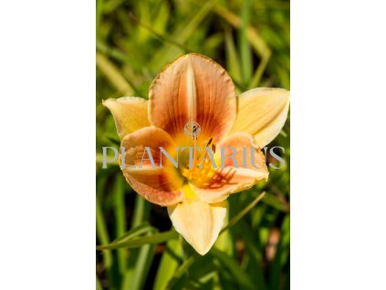 71610 denivka veins of truth hemerocallis veins of truth kvetnik o prumeru 14 cm