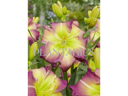 71649 denivka regency heights hemerocallis regency heights kvetnik o prumeru 14 cm
