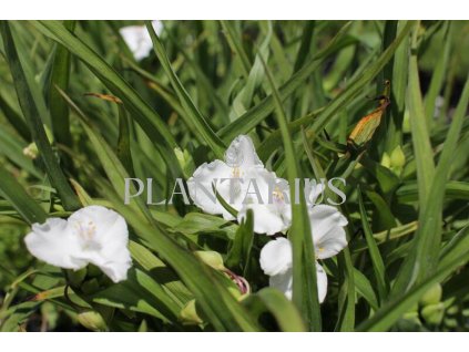 71655 podenka andersonova innocence tradescantia andersoniana innocence kvetnik o prumeru 14 cm