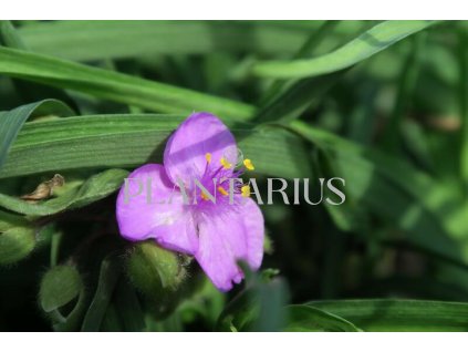 71658 podenka andersonova valour tradescantia andersoniana valour kvetnik o prumeru 14 cm