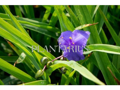 71661 podenka andersonova leonora tradescantia andersoniana leonora kvetnik o prumeru 14 cm