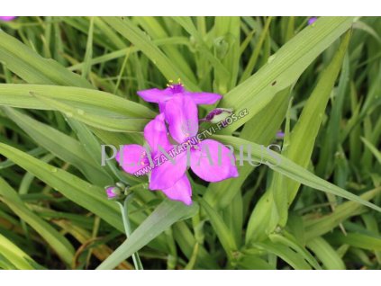 71667 podenka andersonova karminrot tradescantia andersoniana karminrot kvetnik o prumeru 14 cm