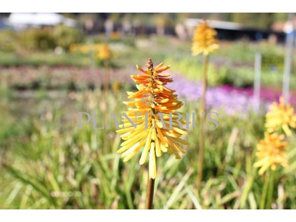 71676 kleopatrina jehla mnohokvet wrexham buttercup kniphofia wrexham buttercup kvetnik o prumeru 14 cm