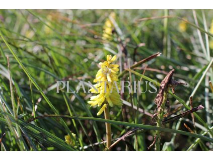 71682 kleopatrina jehla poco yellow kniphofia uvaria poco yellow kvetnik o prumeru 14 cm