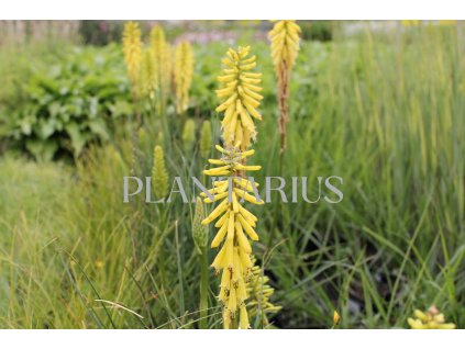 71685 kleopatrina jehla popsicle lemon kniphofia uvaria popsicle lemon kvetnik o prumeru 14 cm