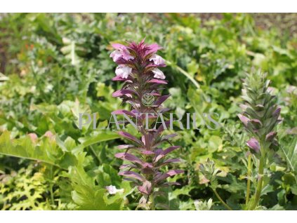 71706 paznehtnik mekky acanthus mollis kvetnik o prumeru 14 cm