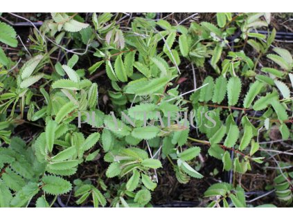 71790 krvavec toten crimson queen sanguisorba officinalis crimson queen kvetnik o prumeru 14 cm