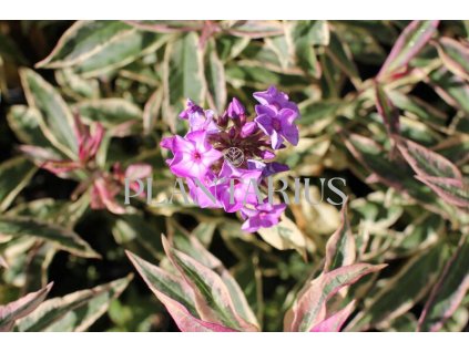 71796 plamenka latnata olympia phlox paniculata olympia kvetnik o prumeru 14 cm