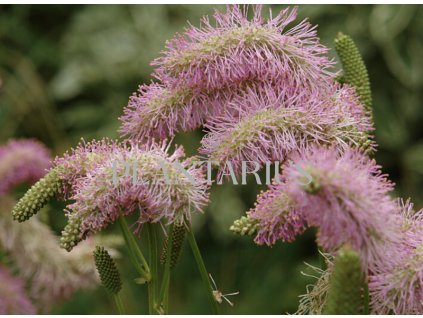 71799 krvavec pink brushes sanguisorba hybrida pink brushes kvetnik o prumeru 14 cm