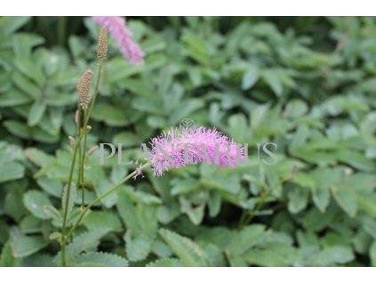 71802 krvavec lilac squirrel sanguisorba hakusanensis lilac squirrel kvetnik o prumeru 14 cm