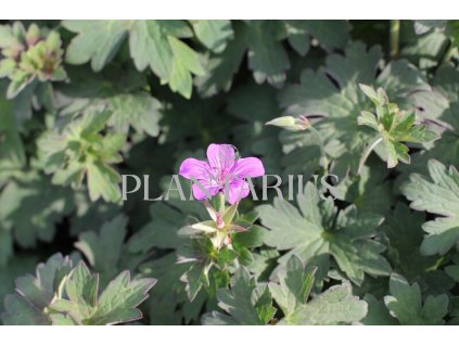 71823 kakost lakwijk star geranium wlassovianum lakwijk star kvetnik o prumeru 14 cm