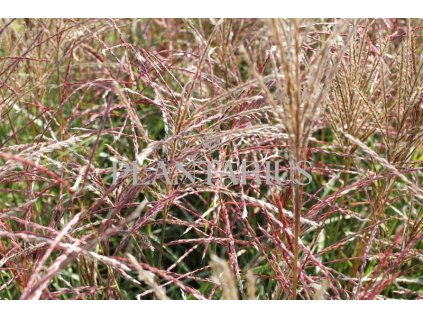 71865 ozdobnice cinska ferner osten miscanthus sinensis ferner osten kvetnik o prumeru 14 cm
