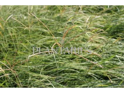 71892 ozdobnice cinska yaka dance miscanthus sinensis yaka dance kvetnik o prumeru 14 cm