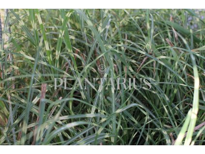 71895 ozdobnice cinska mini zebra miscanthus sinensis mini zebra kvetnik o prumeru 14 cm