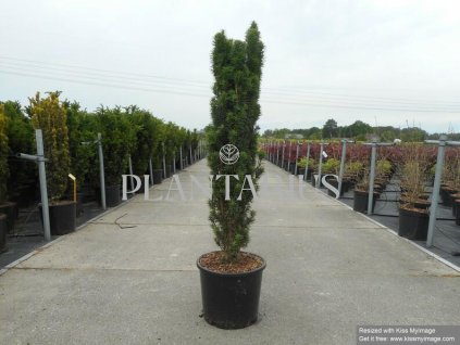 71907 tis cerveny fastigiata robusta taxus baccata fastigiata robusta kvetnik o prumeru 14 cm