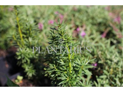 71910 tis prostredni wojtek taxus media wojtek kvetnik o prumeru 14 cm