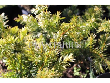 71913 tis prostredni tymon taxus media tymon kvetnik o prumeru 14 cm