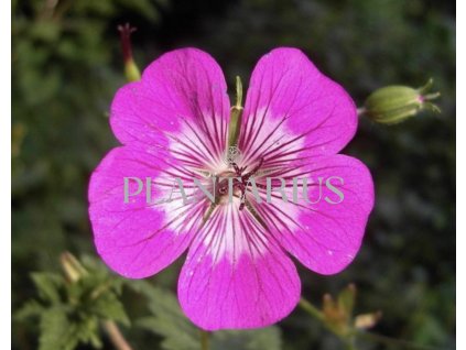 71937 kakost rosetta geranium rosetta kvetnik o prumeru 14 cm