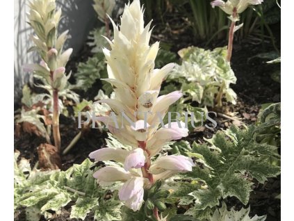 72021 paznehtnik mekky snow storm acanthus mollis snow storm kvetnik o prumeru 14 cm