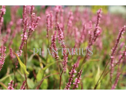 72024 rdesno objimave pink cascade bistorta amplexicaulis pink cascade kvetnik o prumeru 14 cm