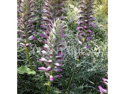 72108 paznehtnik ostnity acanthus spinosus kvetnik o prumeru 14 cm