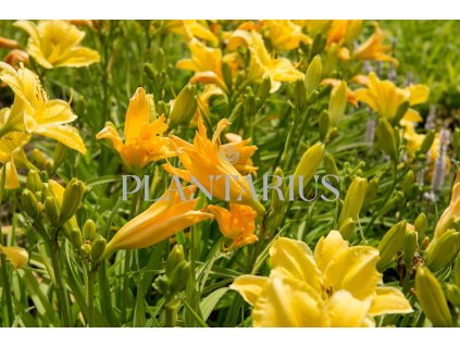 72228 denivka molokai hemerocallis molokai kvetnik o prumeru 14 cm