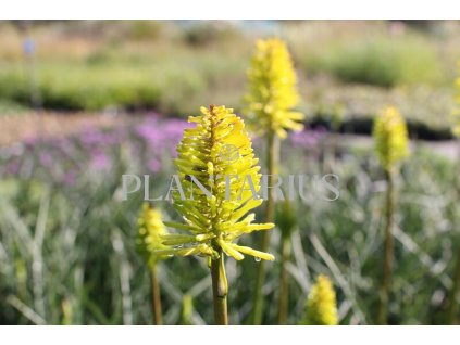 72252 kleopatrina jehla dorset sentry kniphofia uvaria dorset sentry kvetnik o prumeru 14 cm