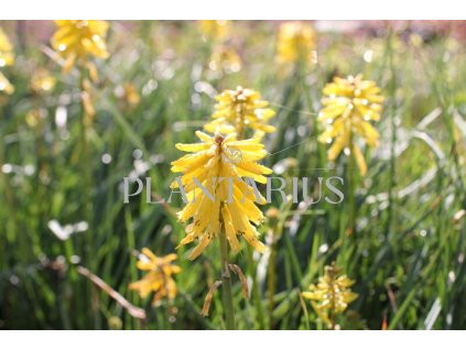 72258 kleopatrina jehla mnohokvet popsicle banana kniphofia uvaria popsicle banana kvetnik o prumeru 14 cm