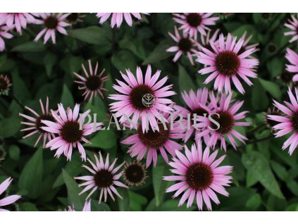 72372 trapatkovka profusion echinacea profusion kvetnik o prumeru 14 cm
