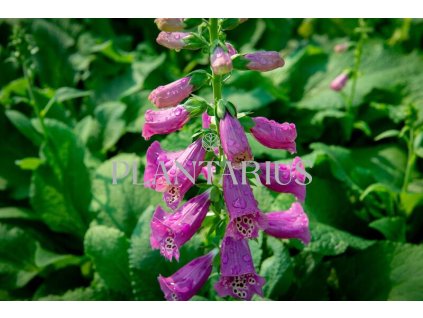 72396 naprstnik cerveny castor rose digitalis purpurea castor rose kvetnik o prumeru 14 cm