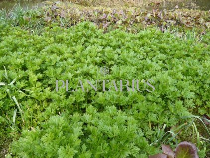 72441 omej carmichaeluv arendsii aconitum carmichaelii arendsii kvetnik o prumeru 14 cm