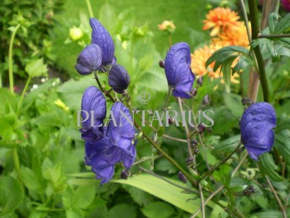 72447 omej henryuv spark s variety aconitum henryi spark s variety kvetnik o prumeru 14 cm