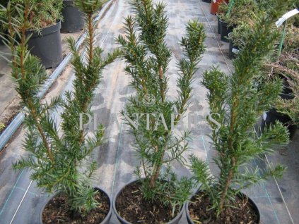 72471 tis prostredni hicksii taxus media hicksii kvetnik o prumeru 14 cm