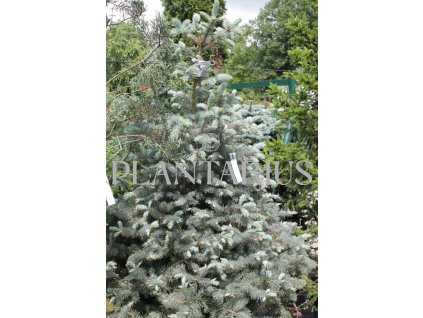 72477 smrk pichlavy blue diamont picea pungens blue diamont kvetnik o prumeru 14 cm