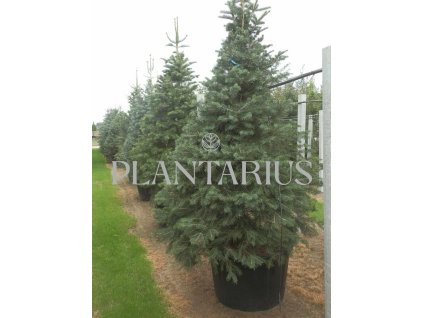 72480 jedle ojinena abies concolor kvetnik o prumeru 14 cm
