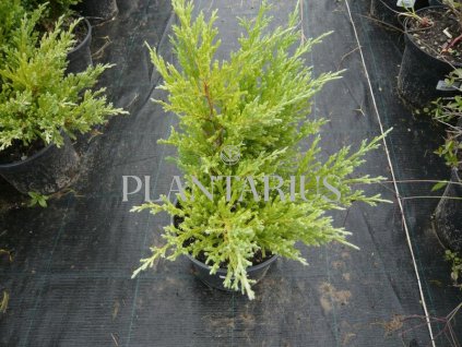 72483 jalovec polehly andorra compact juniperus horizontalis andorra compact kvetnik o prumeru 14 cm